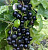 Смородина черная "Добрыня"