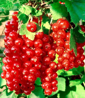 Смородина красная"Натали"