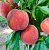 Персик Рубино