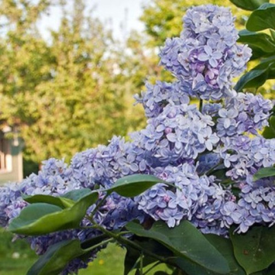 Сирень "Аукубафолия" Сирень "Аукубафолия"