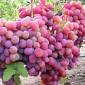 Розовый виноград Розовый виноград