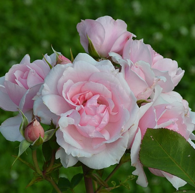 Роза Баллада