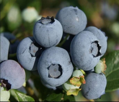 Голубика Торо