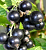 Смородина черная "Изюмная"
