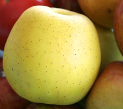 Яблоня Голден