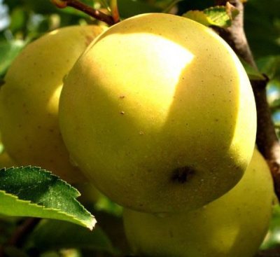 Яблоня Лимонное 