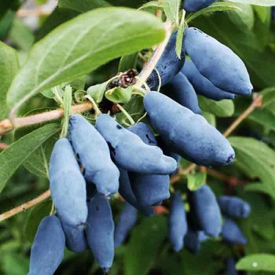 Жимолость Камчадалка