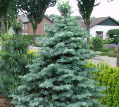 Пихта Белая