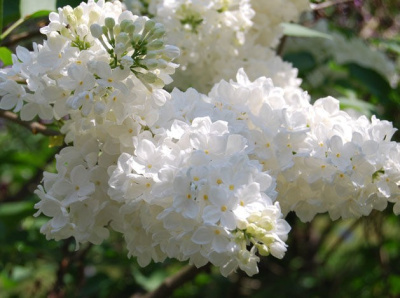 Сирень "Флора"