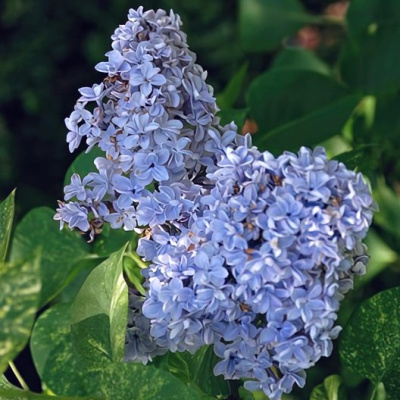 Сирень "Аукубафолия" Сирень "Аукубафолия"