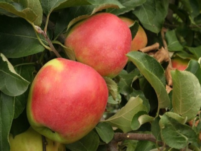 Яблоня Лигол
