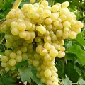 Виноград Кишмиш Виноград Кишмиш