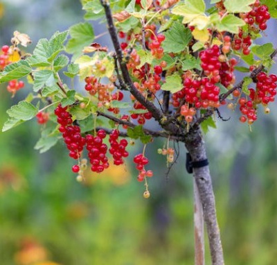 Смородина красная Рондом (на штамбе)