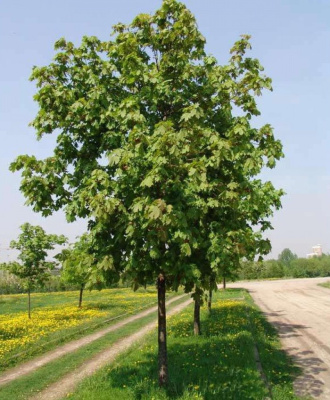 Клен Остролистный