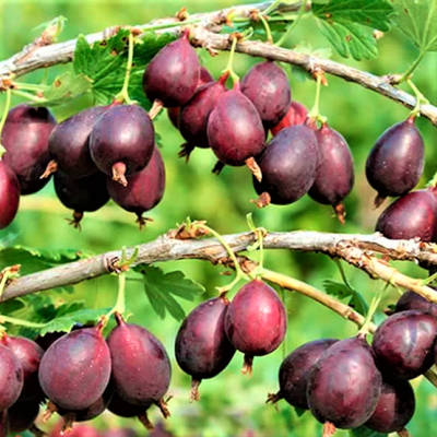 Крыжовник Серенада (безшипный)