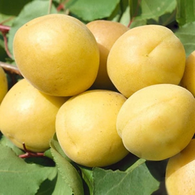 Абрикос Ананасный