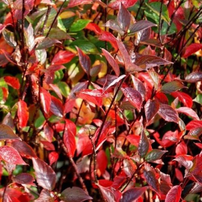 Дерен Кессельринги