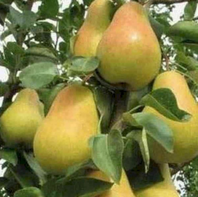 Колонновидная груша Богатырь 