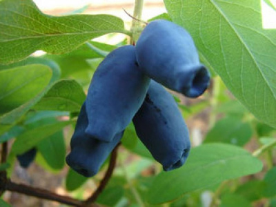 Жимолость Томичка