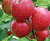 Колонновидная яблоня Обелиск