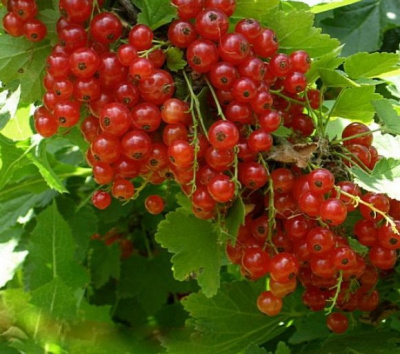 Смородина красная "Святомихайловская"