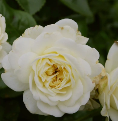 Роза Лайтоз