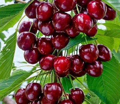 Колонновидная черешня Хелена