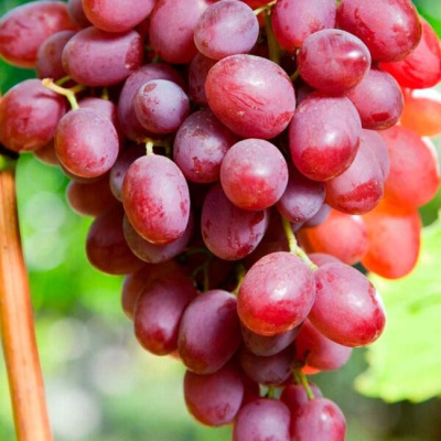 Виноград Минский розовый