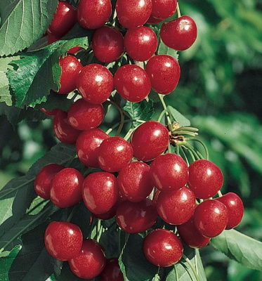 Вишня колонавидная Малютка