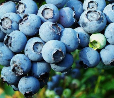 Голубика Блю Кроп