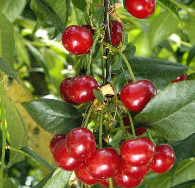 Вишня Багряная