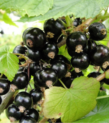 Смородина черная "Селеченская-2"