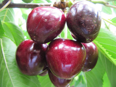Черешня “Кордия”
