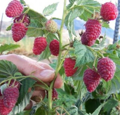 Малина «Шапка Мономаха» крупноплодная  (ремонтантная)