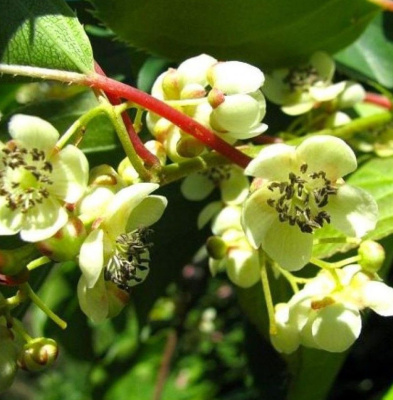 Актинидия Аргута “Вейки Мэл” (Weiki Male) мужская