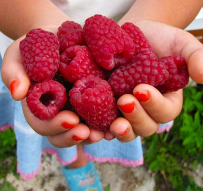 Малина «Шапка Мономаха» крупноплодная  (ремонтантная)