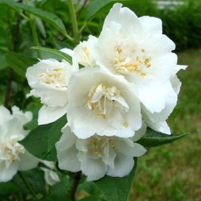 Жасмин Монблан