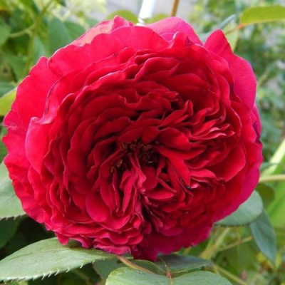 Роза 4-х Ветров