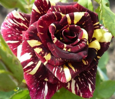 Роза Абракадабра