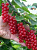 Смородина красная "Мармеладница"