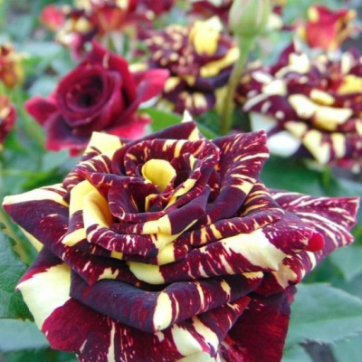 Роза Фокус Покус