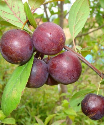 Сливово-вишневый гибрид Опата