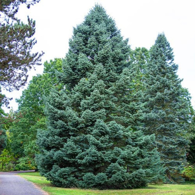 Пихта Белая