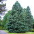 Пихта Белая
