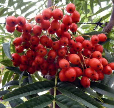 Рябина "Додонг"