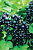 Смородина черная "Багира"
