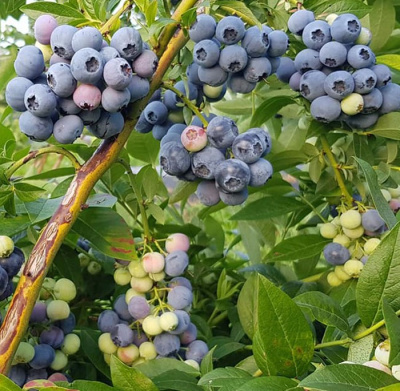 Голубика Денис Блю (Высокорослая)