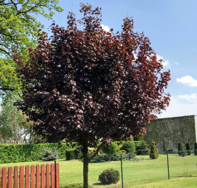 Клён остролистный (штамб) Faassen's Black