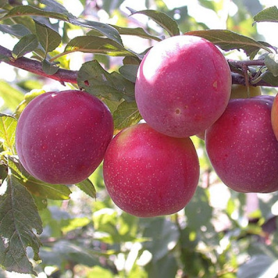 Слива персиковая Найдена