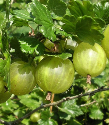 Крыжовник "Родник"